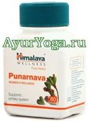 Пунарнава таблетки Гималаи (Himalaya Punarnava tab)